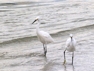Obraz premium Amazing Beautiful Birds in Naples Florida