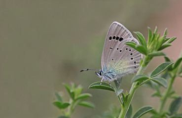 Bream blue butterfly; Glaucopsyche alexis