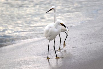 Amazing Beautiful Birds in Naples Florida
