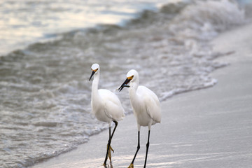 Amazing Beautiful Birds in Naples Florida