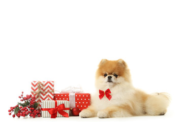 Pomeranian dog with gift boxes and red berries isolated on white background