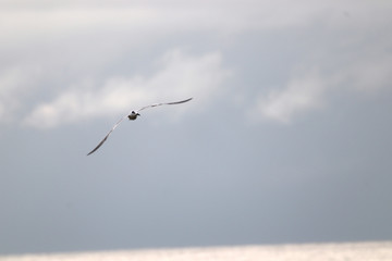 Amazing Beautiful Birds in Naples Florida