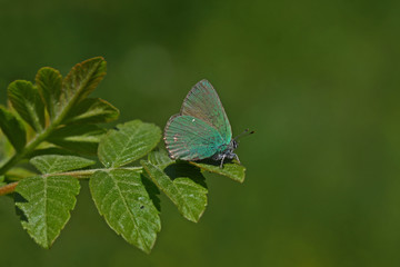 Emerald butterfly; Callophrys rubi