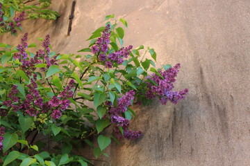 lilac on wall