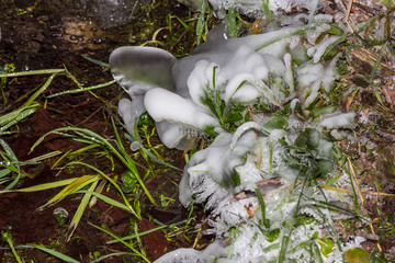 Plants at the spring covered with a layer of ice and frost in severe frosts