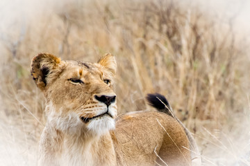 Lion Sniffs the Air