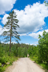 Obraz premium dirt road in the Karelian forest