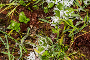Fototapeta premium Plants at the spring covered with a layer of ice and frost in severe frosts