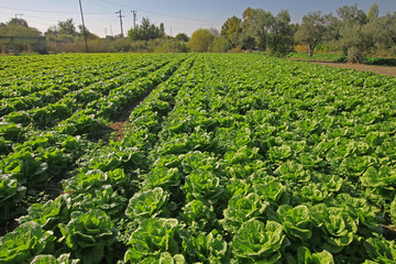 Lettuce field and lettuce.