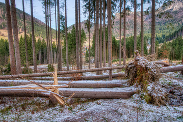 overturned trees on male fatra after a storm