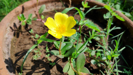 yellow flowers in garden