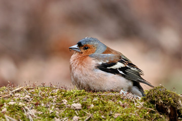 Chaffinch fringilla coelebs male sitting on mossy stump portrait. Cute common forest songbird in wildlife.