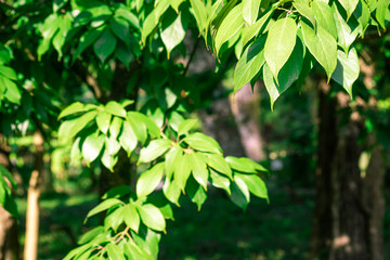 Green background with leaves reevesia sinica is close, soft focus