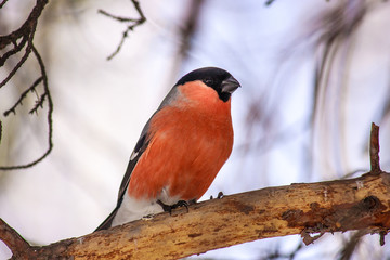 Common bird Bullfinch (Pyrrhula) with red breast sitting on snow maple branch. Close-up horizontal colorful image with copy space.