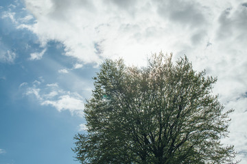 Crown of a tree with a passing beam of light against the blue sky in the clouds