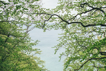sea view through the trees