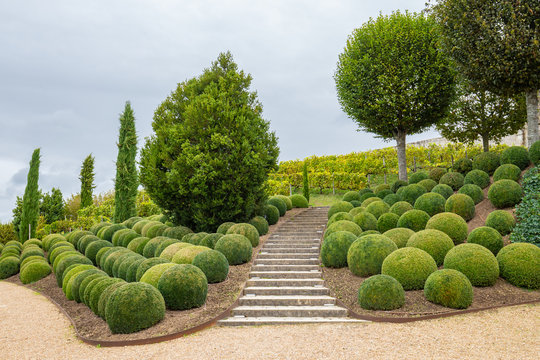 Beatuiful Landscaped garden with boxwood balls near Chateau d'Amboise in Loire valley in France