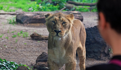 eye to eye with a live hungry lioness