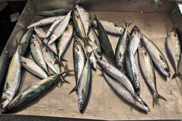 Sea fish in the market