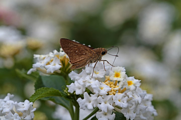 White Freckled Black Hoppy / Millet Skipper / Pelopidas thrax