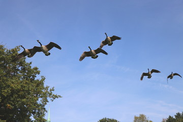 Armada of low flying wild geese in formation under blue sky, copy space