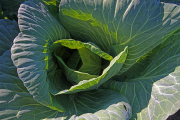 Obraz premium Cabbage plant in the garden