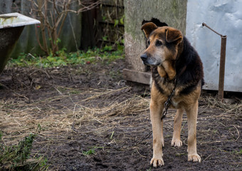 guard dog on a chain