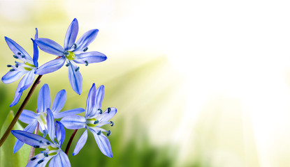 image of flowers on a blurred background