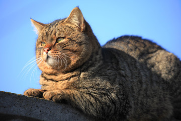 Fat сat with thick cheeks and dense wool is sitting on the fence. A well-fed cat enjoys his carefree life