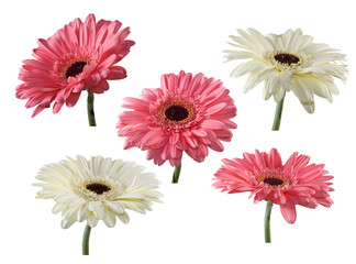 isolated image of flowers close-up