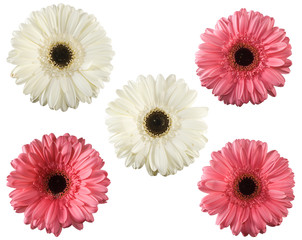 isolated image of flowers close-up