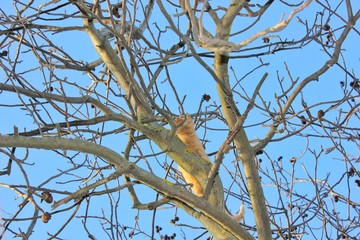 Small cat on the tree