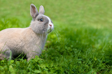 Little funny dwarf rabbit showing a tongue. Easter bunny on a green background.