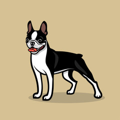 Boston terrier dog - vector illustration