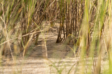 In the jungle of the dunes and the marram grass