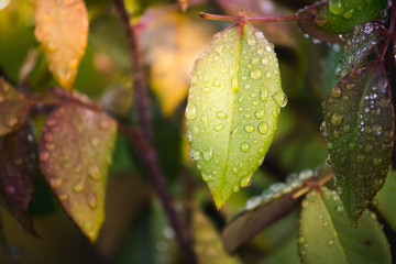 rose leaves with drops of morning dew