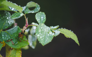 rose leaves with drops of morning dew