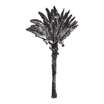 Palm tree silhouette. Black on a white background. Vector illustration.