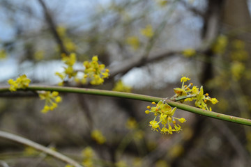 Flowering Cornelian cherry (European cornel) 