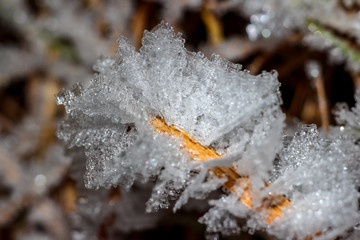 Growths of crystalline hoarfrost on grass macro