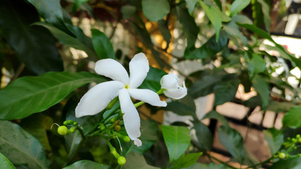 Fototapeta premium Nice white flower with five petals.