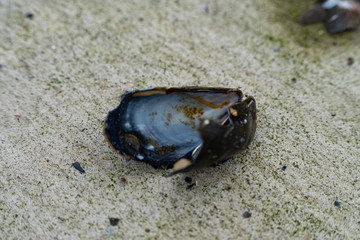 Close up of cracked mussels on the dock