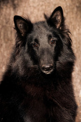 Fototapeta premium Black fluffy big dog of breed Groenendael