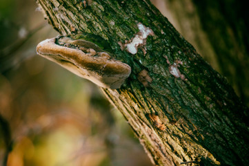 Inedible boletus growing on a tree trunk.