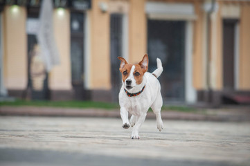 Cute red running flying dog jack russell terrier in Kyiv in city center 