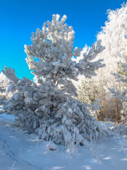 winter landscape with trees and snow