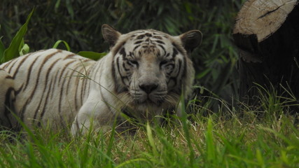 Attention in eyes of a white bengal tiger, walking on fresh snow in winter forest. The most beautiful animal and very dangerous beast of the world. Animal portrait on rocky background. © Motion Photography