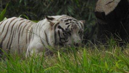 Attention in eyes of a white bengal tiger, walking on fresh snow in winter forest. The most beautiful animal and very dangerous beast of the world. Animal portrait on rocky background. © Motion Photography