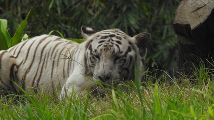 Attention in eyes of a white bengal tiger, walking on fresh snow in winter forest. The most beautiful animal and very dangerous beast of the world. Animal portrait on rocky background. © Motion Photography