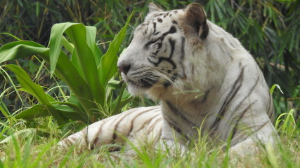 Attention in eyes of a white bengal tiger, walking on fresh snow in winter forest. The most beautiful animal and very dangerous beast of the world. Animal portrait on rocky background. © Motion Photography
